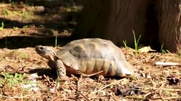 Tortoise Crawling Forest Floor Athens Attica Greece — Vídeos de Stock