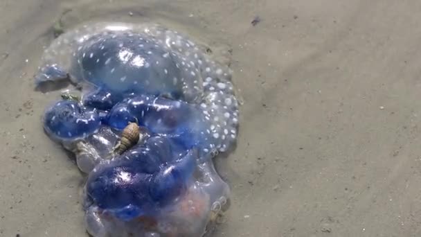 Blaue Quallen Auf Sand Und Wasser Noppharat Thara Beach Nang — Stockvideo