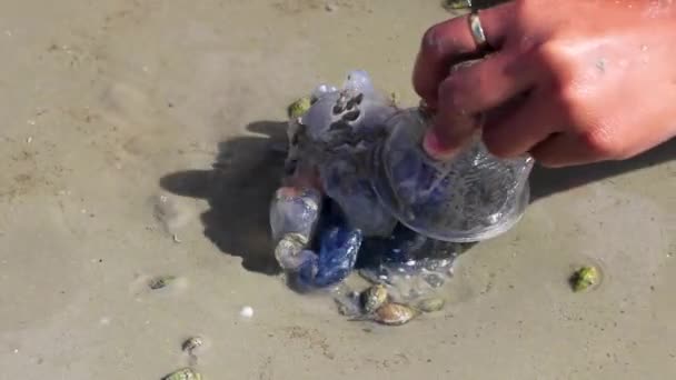 Blaue Quallen Auf Sand Und Wasser Noppharat Thara Beach Nang — Stockvideo