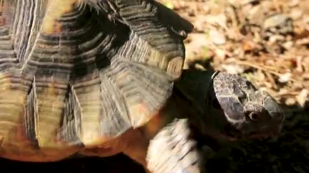 Aten Attika Grekland Oktober 2018 Sköldpadda Kryper Och Äter Skräp — Stockvideo