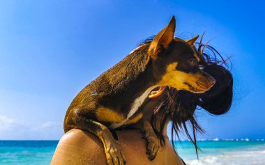 Seksi bayan güzel kadın küçük köpeğiyle birlikte Playa del Carmen Quintana Roo Mexico 'daki tropik Meksika Karayip plajında poz veriyor..