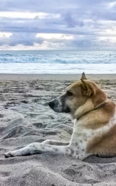 Güneşli sahilde kumlara uzanmış yatan ve La Punta Zicatela Puerto Escondido Oaxaca Meksika 'da dinlenen bir köpek..