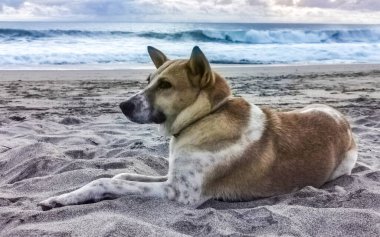 Güneşli sahilde kumlara uzanmış yatan ve La Punta Zicatela Puerto Escondido Oaxaca Meksika 'da dinlenen bir köpek..