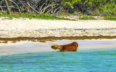 Meksikalı sevimli, kahverengi Rus oyuncak teriyer köpeği Playa del Carmen Quintana Roo Meksika sahilinde küçük bir sopayla oynamak istiyor..