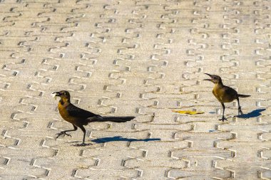 Büyük kuyruklu sığırcık dişileri bebekler ve erkekler Playa del Carmen Quintana Roo Meksika 'da birbirlerini yerler ve beslerler..