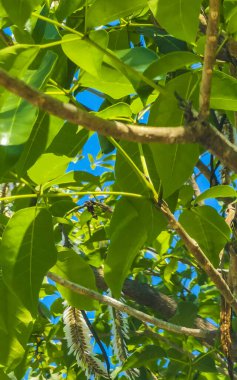 Zicatela Puerto Escondido Oaxaca Meksika 'da tropik ağaçlar ve çiçekler.