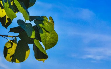 Zicatela Puerto Escondido Oaxaca Meksika 'da tropik ağaçlar ve çiçekler.