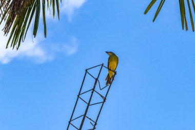 Playa del Carmen Quintana Roo Meksika 'da palmiye ağaçları arasında tropik sarı kuş yakalayan kuş..