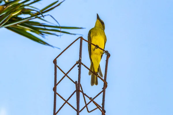 Tropical yellow kingbird flycatcher bird birds between palm trees in Playa del Carmen Quintana Roo Mexico.