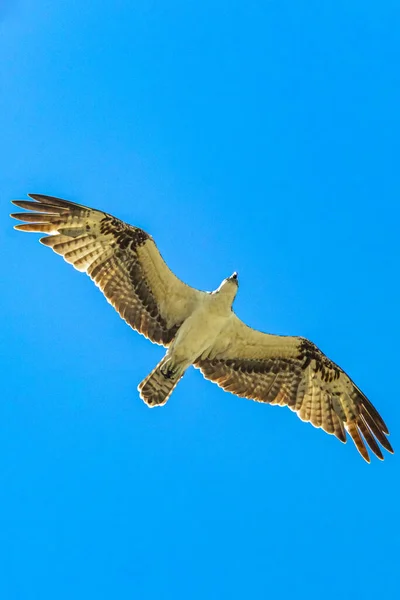 Vit Majestätisk Rovhök Falk Flyger Längs Den Blå Himlen Playa Royaltyfria Stockbilder