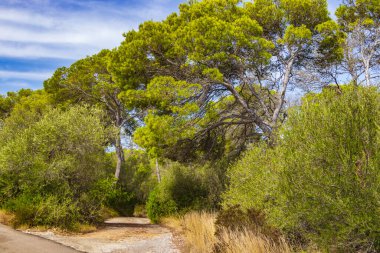 İspanya 'da Balearic Adaları Mallorca Majorca, Santanyi' deki Mondrago Doğal Parkı 'nda tropik kozalaklı ağaçlar..