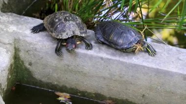 Atina Attica Yunanistan 'ında çimlerin yanındaki sudaki küçük kaplumbağalar.