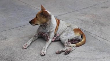 Sokak köpeği Pattaya Bang Lamung Amphoe Chon Buri Tayland, Güney Asya 'da resmin dışına çıkıyor..