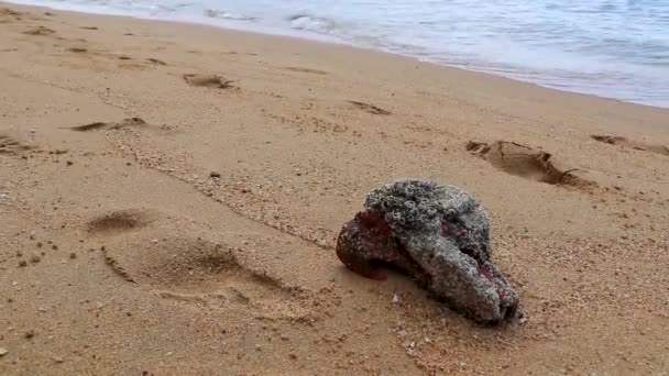 Uvízlý Objekt Kámen Plný Mušlí Tyč Pláži Písek Pattaya Bang — Stock video