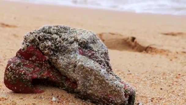 Stranded Object Rock Full Shells Stick Beach Sand Pattaya Bang — Αρχείο Βίντεο