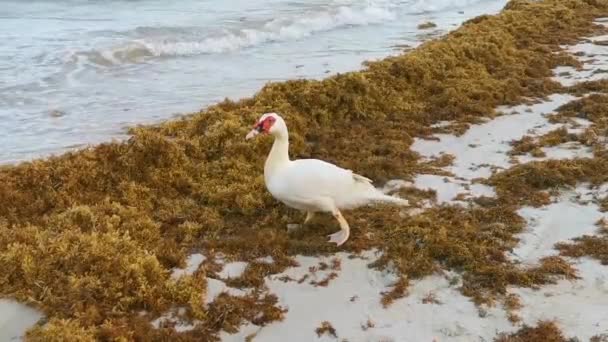 Weiße Moskauer Enten Vögel Auf Seegras Saragzo Karibikstrand Playa Del — Stockvideo