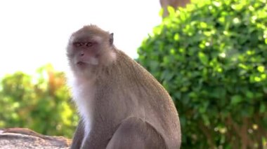 Güneydoğu Asya 'daki Ao Nang Amphoe Mueang Krabi Tayland' daki Koh Phi Phi Don adasında oturan ve yemek yiyen gri maymun..