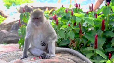 Güneydoğu Asya 'daki Ao Nang Amphoe Mueang Krabi Tayland' daki Koh Phi Phi Don adasında oturan ve yemek yiyen gri maymun..