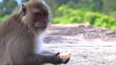 Güneydoğu Asya 'daki Ao Nang Amphoe Mueang Krabi Tayland' daki Koh Phi Phi Don adasında oturan ve yemek yiyen gri maymun..