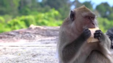 Güneydoğu Asya 'daki Ao Nang Amphoe Mueang Krabi Tayland' daki Koh Phi Phi Don adasında oturan ve yemek yiyen gri maymun..