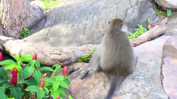 Singe Gris Macaque Assis Mangeant Sur Île Koh Phi Phi — Video