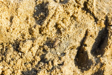 Hemmoor Hechthausen Cuxhaven Aşağı Saksonya Almanya 'sında ıslak kumsal dokusu.