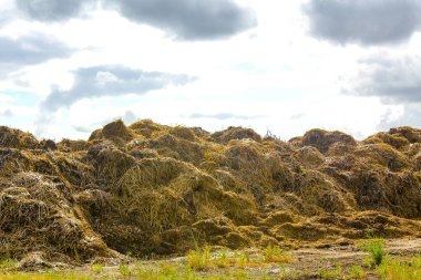 Hemmoor Hechthausen Cuxhaven Aşağı Saksonya Almanya 'sında bir çayırda saman dağı.