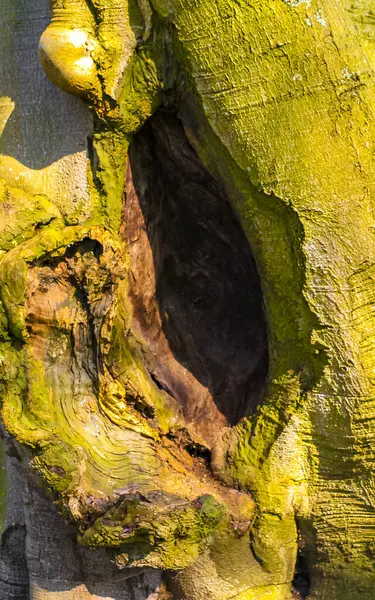 Gap Crack and hole in tree trunk in Keukenhof Lisse South Holland Netherlands Holland in Europe.