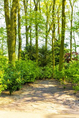 Avrupa 'daki Güney Hollanda Hollanda' da, Keukenhof Lisse 'de baharda güzel ağaçlar çalı ve çalılar.