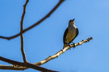 Gri Kingbird beyaz sinekkapan sinek avcısı Karayip doğasında tropikal kuşlar Playa del Carmen Quintana Roo Meksika 'da.