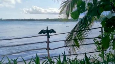 Neotropis Uzun Kuyruklu Karabatak tahta çit direğine oturmuş Playa del Carmen Quintana Roo Meksika 'daki tropik plajda alacakaranlıkta deniz kenarında kanatlarını çırpıyor..