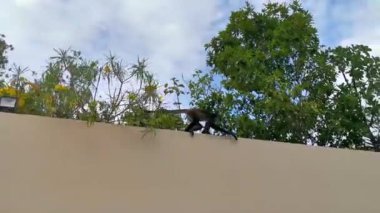Örümcek maymunu Playa del Carmen Quintana Roo Meksika 'da otel sahasında tırmanıyor..