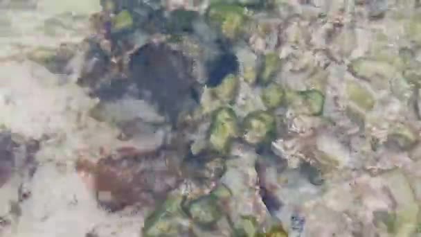 Los Erizos Erizo Mar Espina Larga Tonifican Rocas Corales Agua — Vídeos de Stock