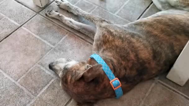 Σκύλος Κοιμάται Κάθεται Και Χαλαρώνει Κάτω Από Τραπέζι Στο Εστιατόριο — Αρχείο Βίντεο