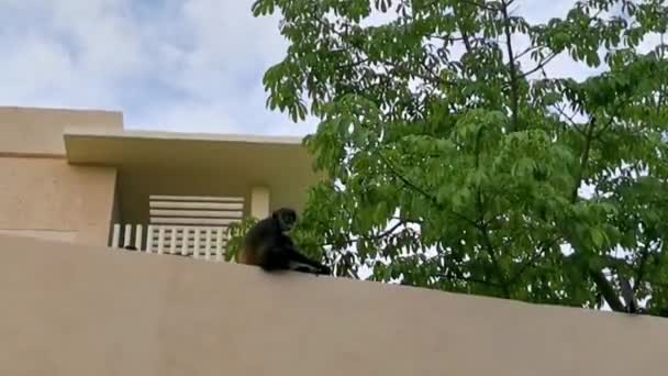 Spider Μαϊμού Ανεβαίνει Γύρω Από Ξενοδοχείο Λόγους Στην Playa Del — Αρχείο Βίντεο