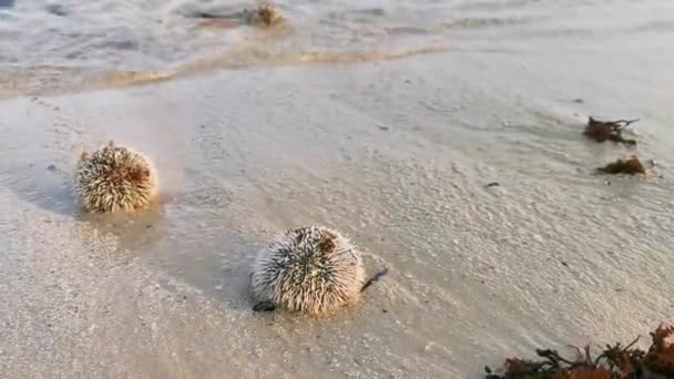 Длиннохвостые Морские Ежки Тонизируют Скалы Кораллы Бирюзово Зеленой Голубой Воде — стоковое видео