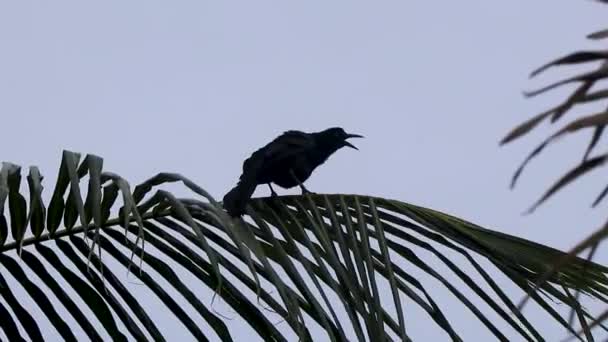Great Tailed Grackle Bird Senta Ramo Folha Palmeira Planta Canta — Vídeo de Stock