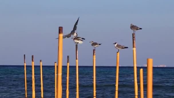 Gabbiani Uccelli Seduti Pali Posta Mare Playa Del Carmen Quintana — Video Stock