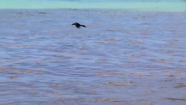 Great Taed Grackle Quiscalus Mexicanus Чоловічі Птахи Літають Навколо Блакитного — стокове відео