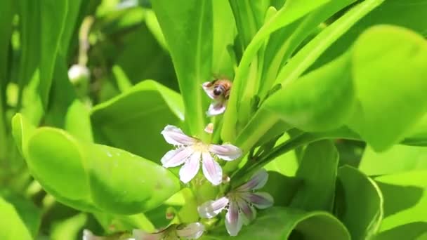 Pszczoły Owady Małych Białych Tropikalnych Kwiatach Krzakach Plaży Playa Del — Wideo stockowe
