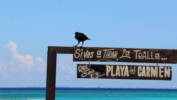 Playa Del Carmen Quintana Roo Mexico Settembre 2023 Grande Coda — Video Stock