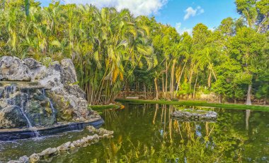 Playa del Carmen Quintana Roo Meksika 'daki Karayipler' deki tropikal mangrov ormanı ve göl göleti..