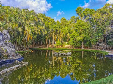 Playa del Carmen Quintana Roo Meksika 'daki Karayipler' deki tropikal mangrov ormanı ve göl göleti..