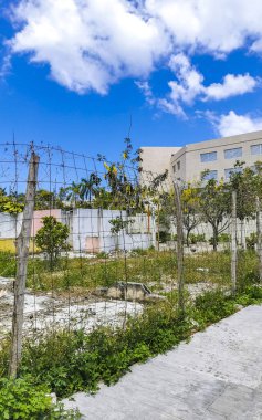 Palmiye ağaçlarıyla dolu tipik yaya yolu ve şehir manzarası mimari banklar ve Luis Donaldo Colosio 'nun Playa del Carmen Quintana Roo Meksika' daki duvar resimleri..