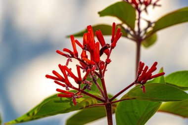 Playa del Carmen Quintana Roo Meksika 'da tropikal bahçe ormanlarında ve Karayip doğasında kırmızı ve pembe çiçek ve bitkiler..