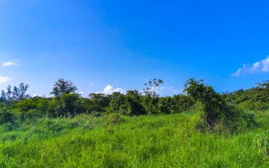 Playa del Carmen Quintana Roo Meksika 'da tropik Meksika Karayip plajı bitkileri, orman ormanlarında köknar ağaçları, mavi gökyüzü ve kumsal kumları..