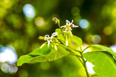 Playa del Carmen Quintana Roo Meksika 'da tropikal bahçe ormanlarında ve Karayip doğasında beyaz ve sarı çiçek ve bitkiler..