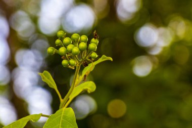 Playa del Carmen Quintana Roo Meksika 'da tropikal bahçe ormanlarında ve Karayip doğasında beyaz ve sarı çiçek ve bitkiler..