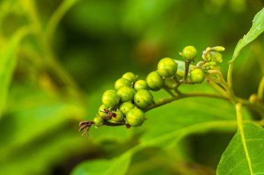 Playa del Carmen Quintana Roo Meksika 'da tropikal bahçe ormanlarında ve Karayip doğasında beyaz ve sarı çiçek ve bitkiler..