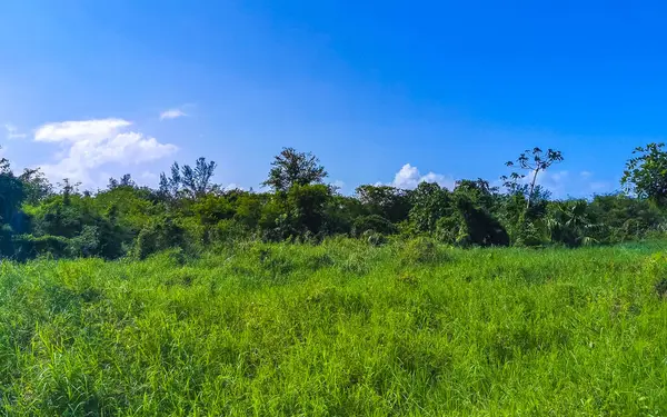 Playa del Carmen Quintana Roo Meksika 'da tropik Meksika Karayip plajı bitkileri, orman ormanlarında köknar ağaçları, mavi gökyüzü ve kumsal kumları..